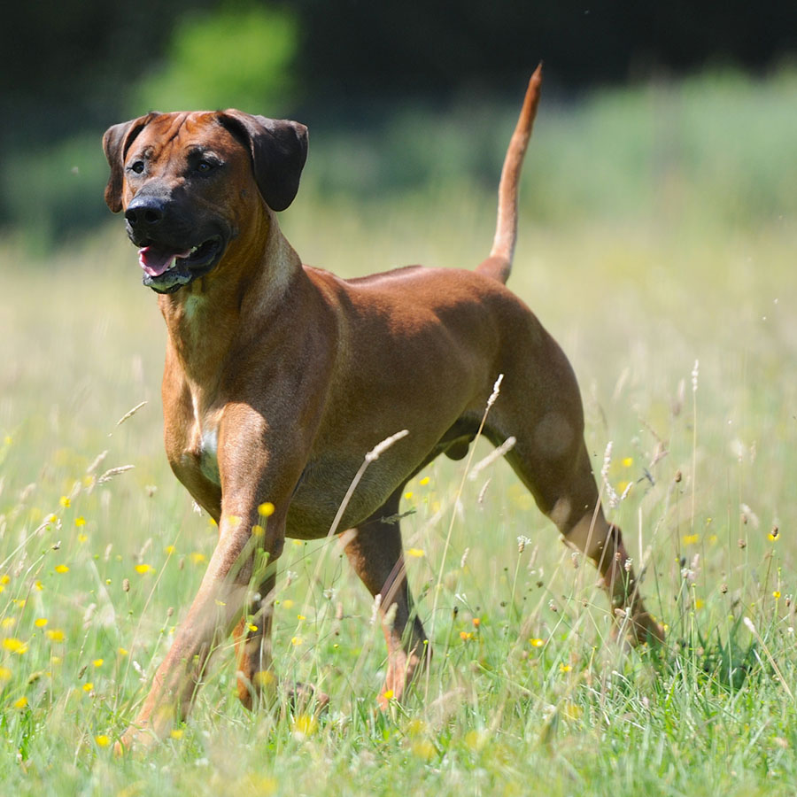 CH. Villagedogs Mystic Rhett Butler