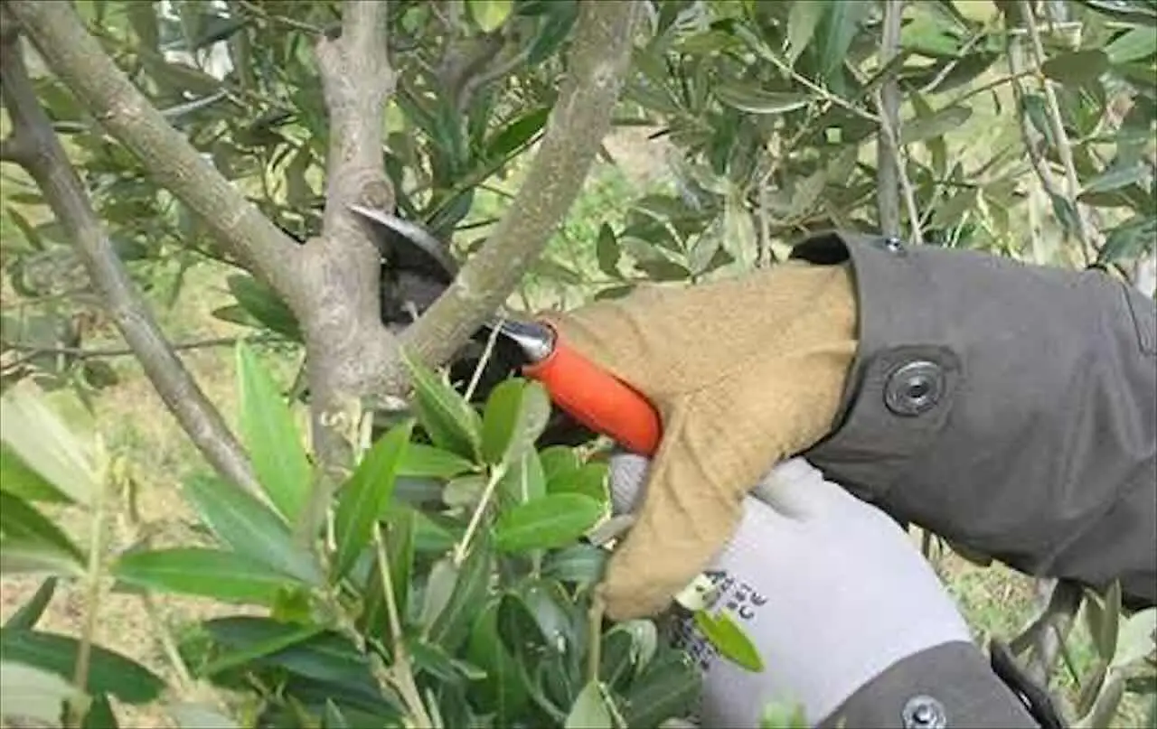 Sei in affitto e gli alberi hanno bisogno di potatura? Attenzione a chi spetta davvero la spesa