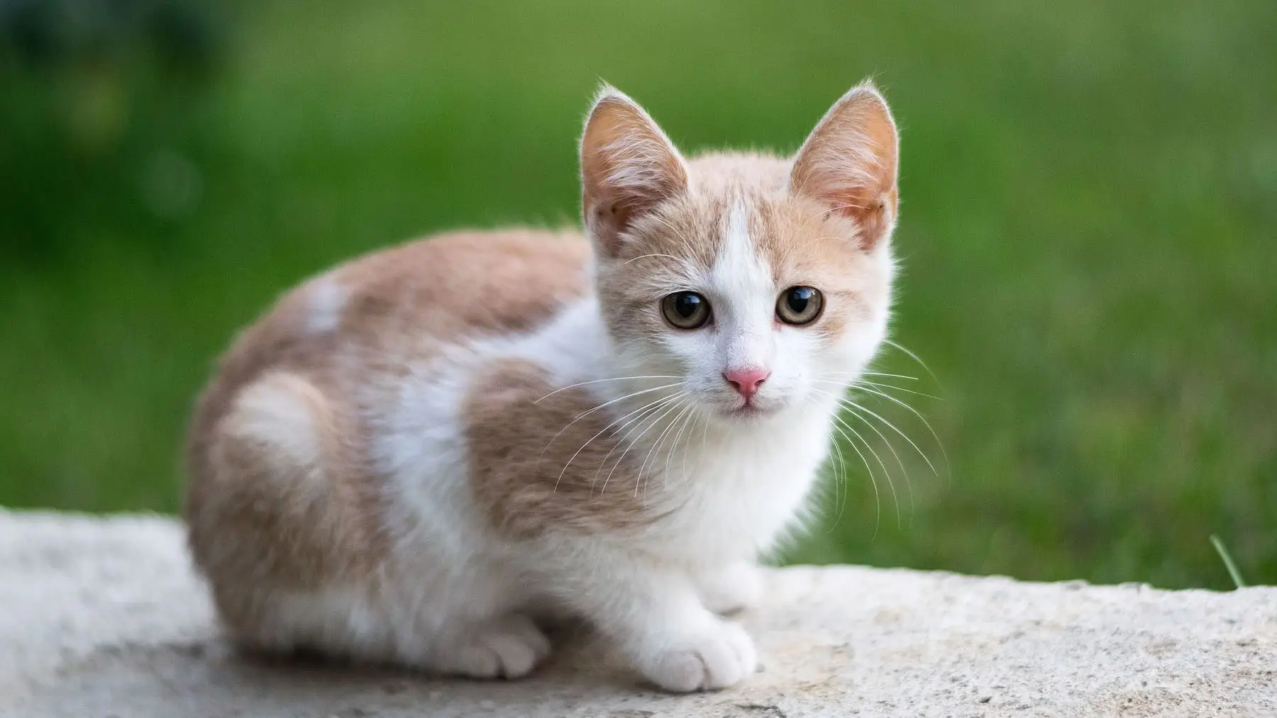 Peli degli animali incastrati nella lavatrice? Ecco il trucco rapido per eliminarli subito