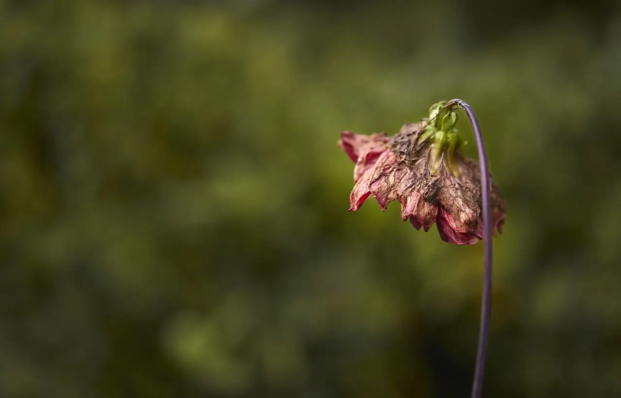 Se vedi questo nella tua pianta hai dato troppa acqua