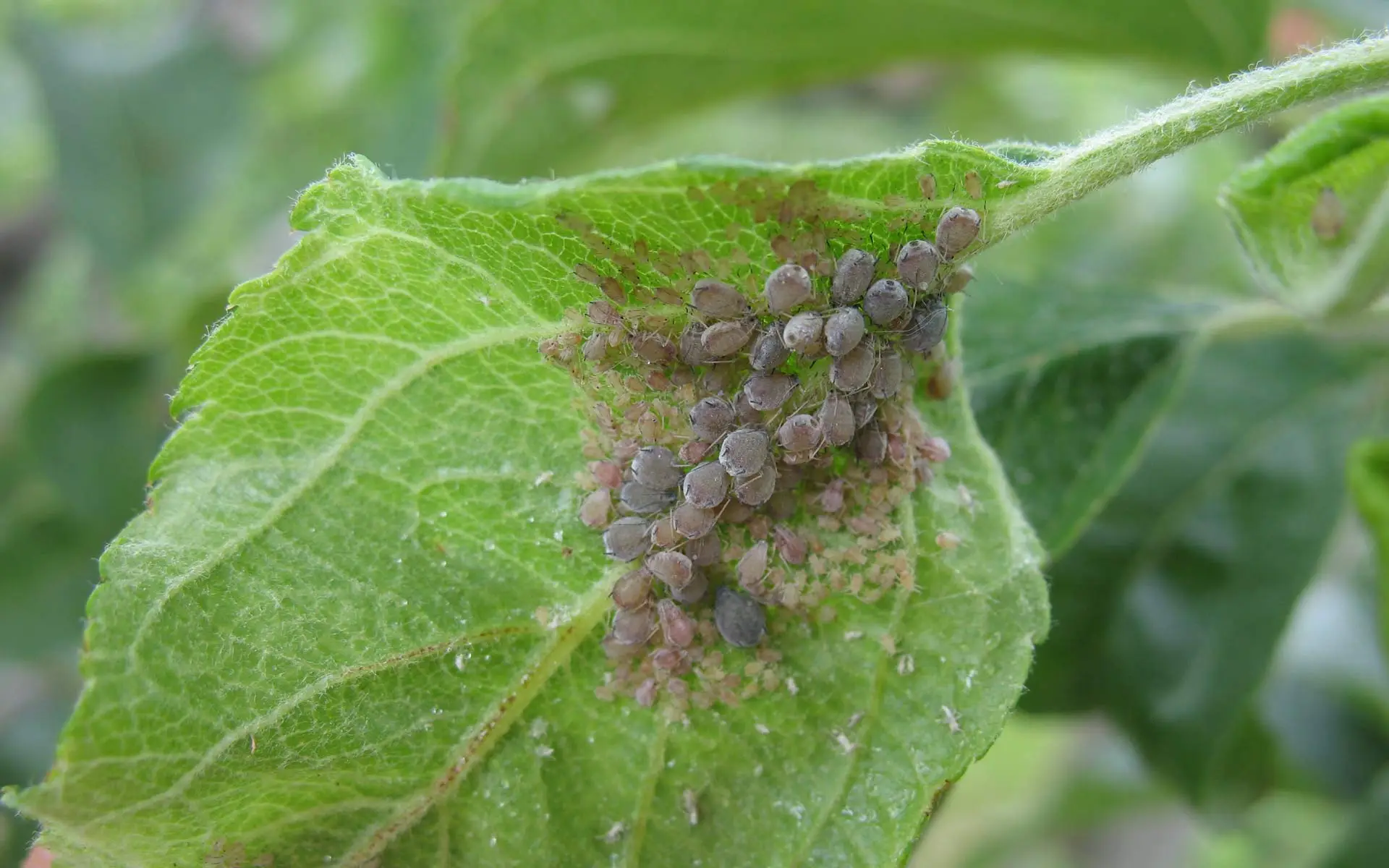 Le tue piante da frutto hanno queste macchie nere? Attenzione a questa pericolosa malattia