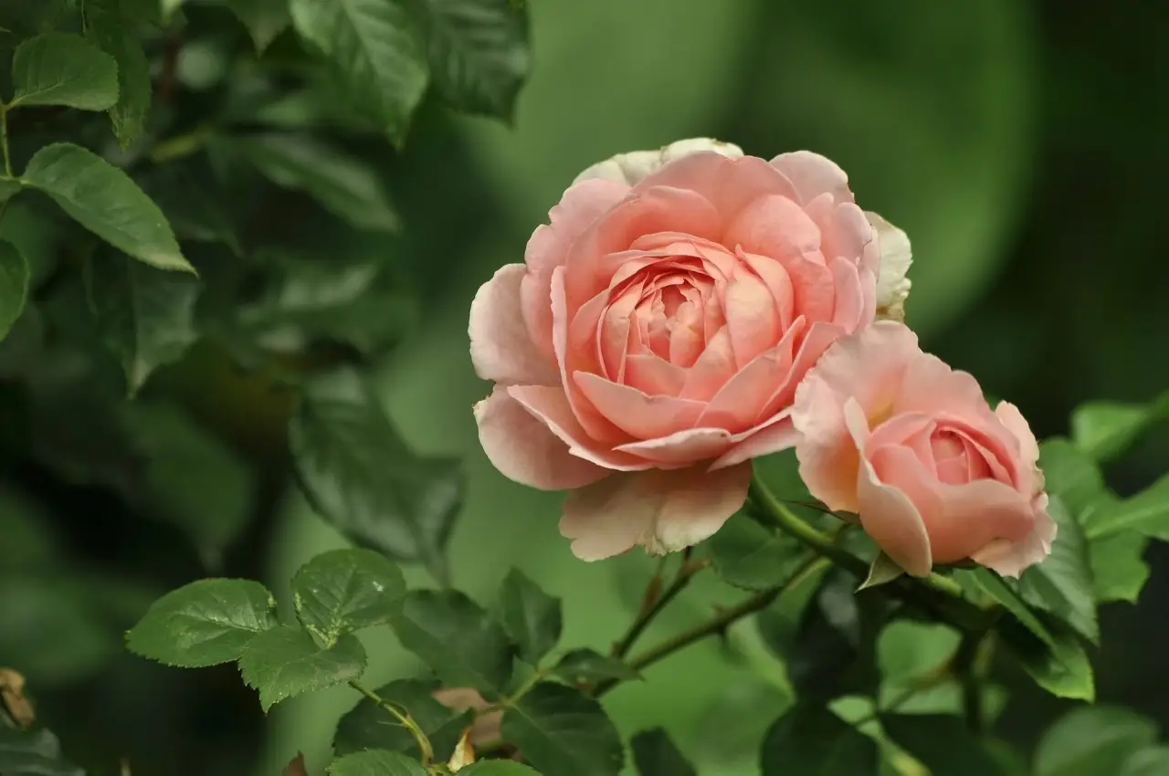Le tue rose hanno le foglie bucate? Ecco il trucco naturale per salvare la pianta