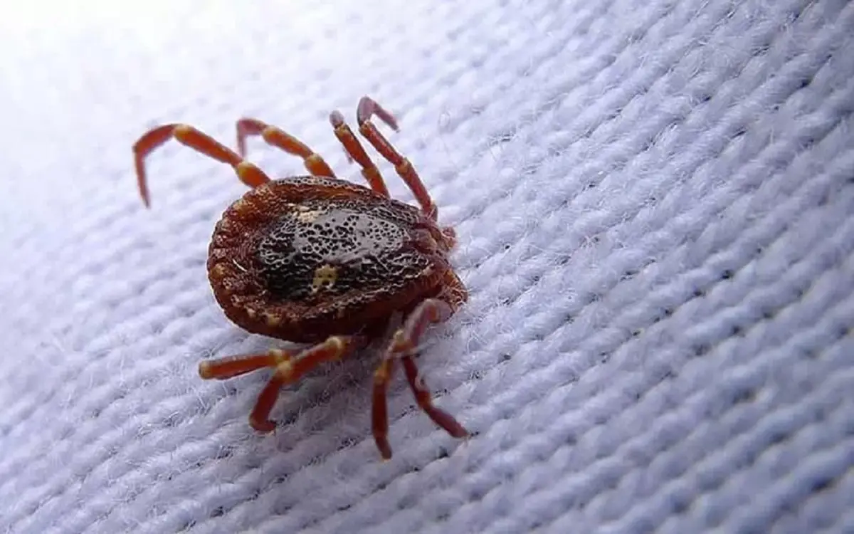 Allerta acari in casa: ecco i mesi in cui proliferano di più e come eliminarli