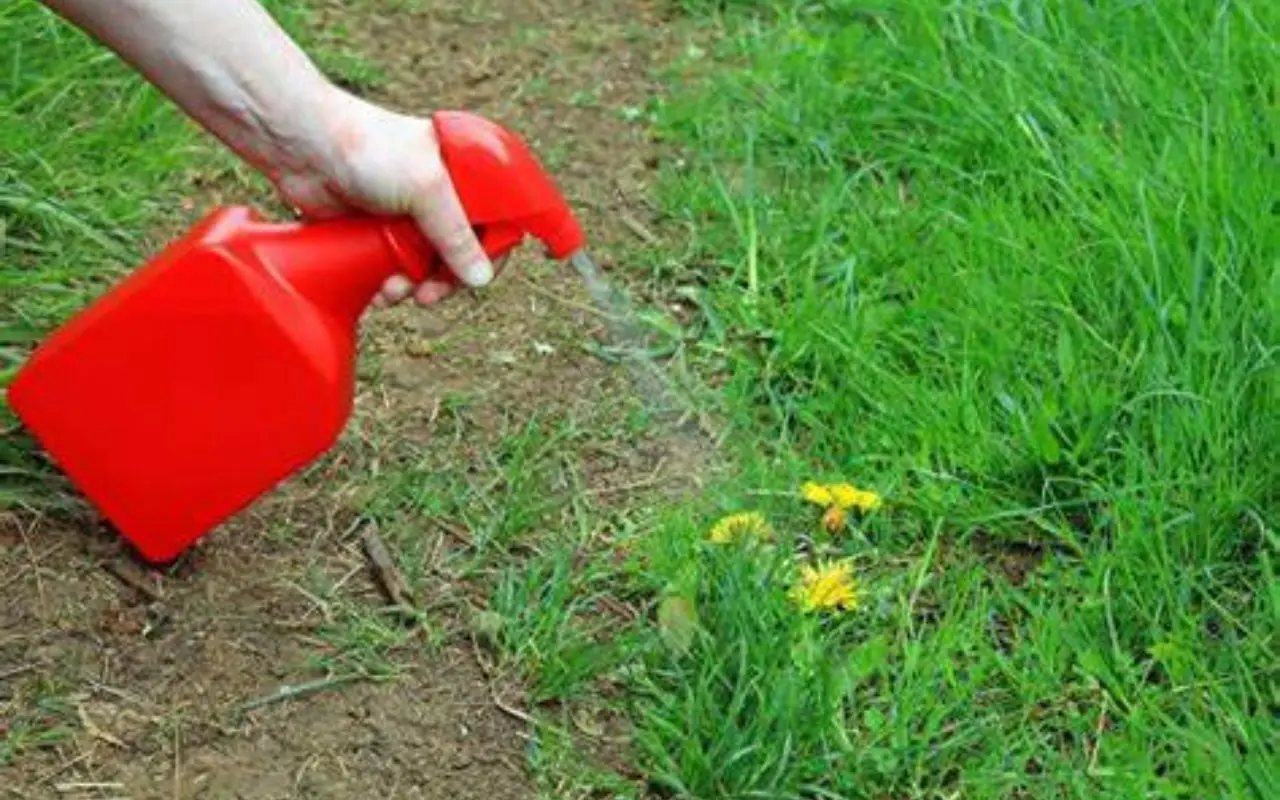Non spruzzare mai insetticida sulle piante in questo momento della giornata: ecco perché