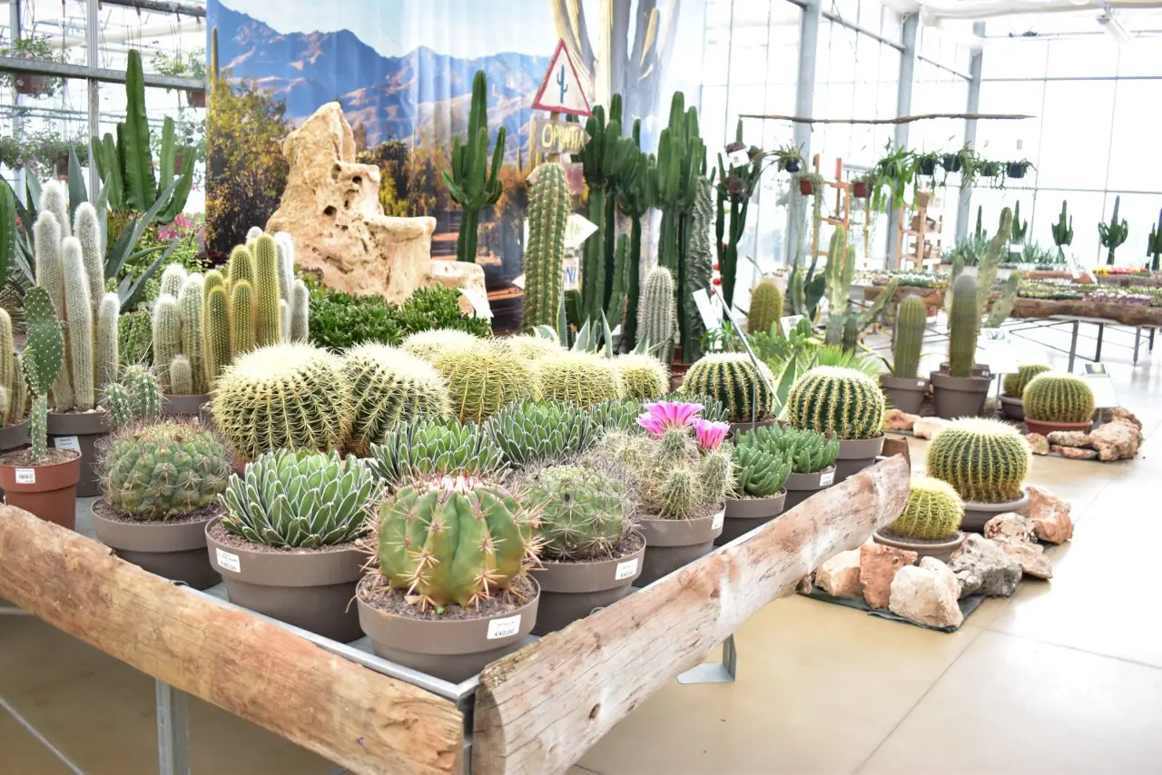 La pianta grassa che sembra una rosa: ecco il suo nome e come curarla