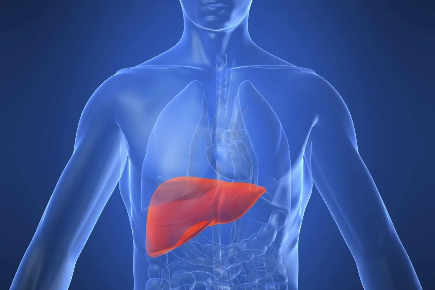 Attenzione al tuo fegato: ecco i 4 alimenti che lo depurano e lo rigenerano subito